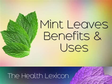 Mint Leaves Health Benefits And Uses Ryan Taylor