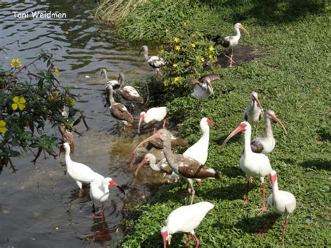 Orange lake is a lake located just.5 miles from new port richey, in pasco county, in the state of florida, united states. Orange Lake - In the Heart of New Port Richey - Florida