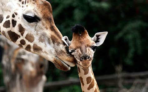 Niedliche Tiere Mutterliebe Im Tierreich