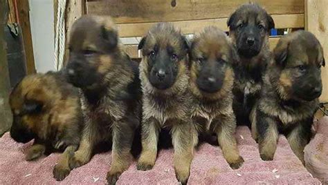 1 year old female available. German Shepherd Puppies Adoption Ohio | PETSIDI