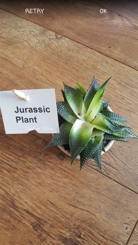 Jurassic Era Plants