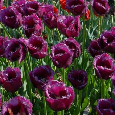 Passionate Purple Tulipanes
