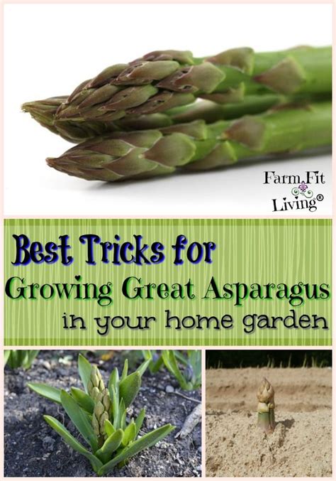 Best Tricks For Growing Great Asparagus In Your Home