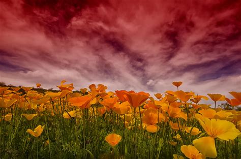Poppy Fields Forever Photograph By Saija Lehtonen