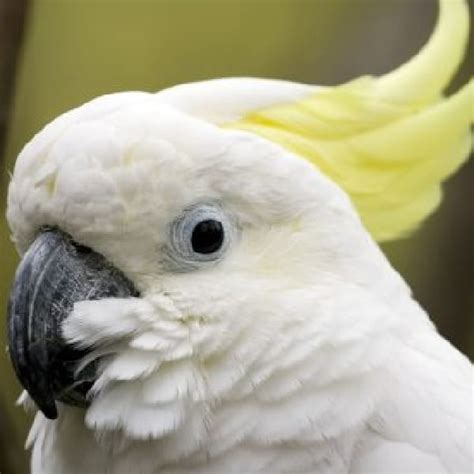 how to stop an elenora cockatoo plucker and a screaming citron cockatoo windy city parrot