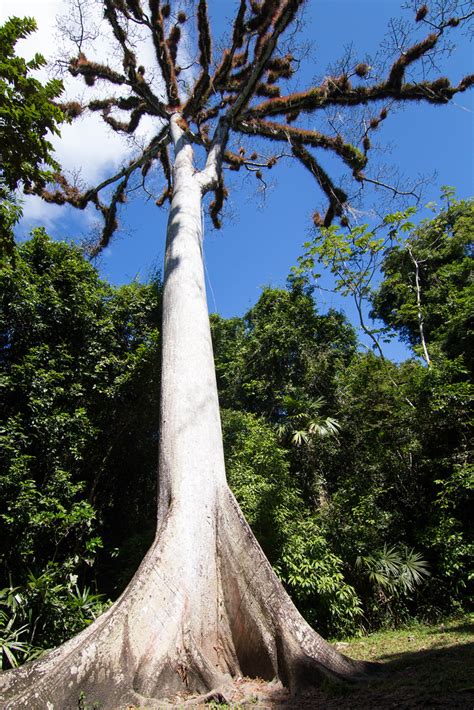 Belize Ceiba Tree At Tikal The Ceiba Tree Quoting Wikipe Flickr