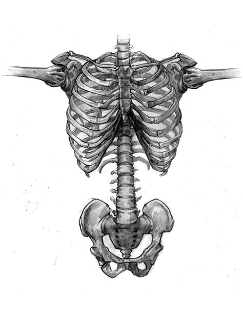Pin By Milovan Ilic On Anatomy Anatomy Torso Human Illustration