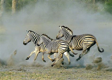Zebra Migration Botswana Travel Guides Audley Travel Uk
