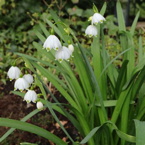 Sommer Knotenblume Leucojum Aestivum