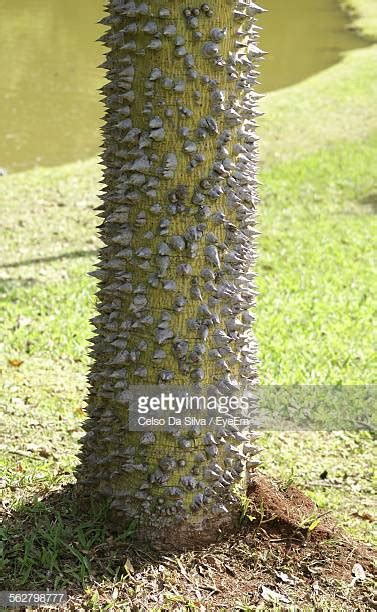 Tree With Thorns On Trunk Stock Photos And Pictures