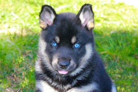 What Is A Blue German Shepherd Dog