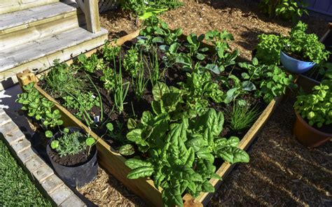 Container Gardening 101 Tips And Tricks For Starting A Container Garden