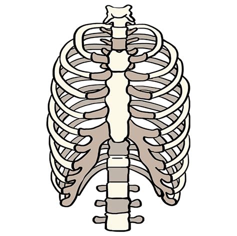 Rib cage, basketlike skeletal structure that forms the chest, or thorax, made up of the ribs and their corresponding attachments to the sternum and the vertebral column. How to Draw a Rib Cage - Really Easy Drawing Tutorial