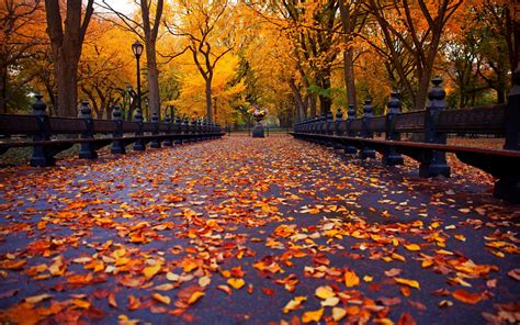 Autumn Nature Park Bench Trees Leaves Avenue New York