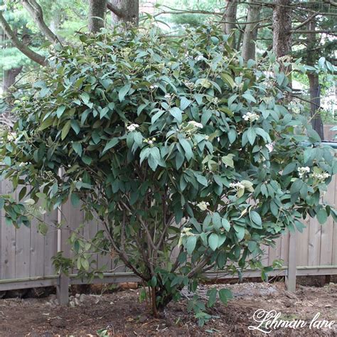 The Best 3 Tall Shrubs And Privacy Plants For Shade That Look Pretty Too