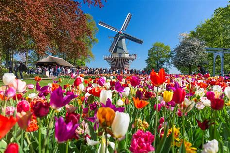 Floracion De Tulipanes En Holanda Keukenhof ¡información Y Entradas