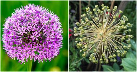 What To Do With Alliums After Flowering