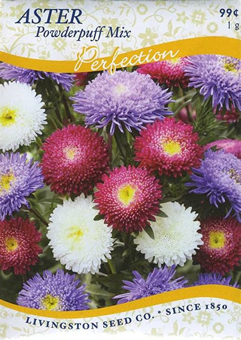 Aster Powderpuff Mix Annual Seed Packet Flowering Plants