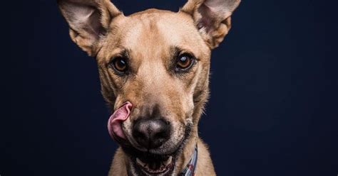 Dogs Eating Peanut Butter Is Love At First Bite