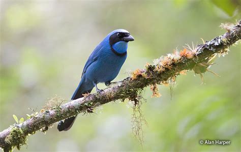 Turquoise Jay Cyanolyca Turcosa Peru Aves
