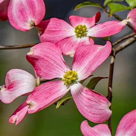 Zed Roam Tips Pink Flowering Dogwood Tree Root System Pink Flowering