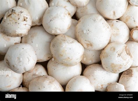Background Of Whole Fresh White Button Mushrooms Agaricus Bisporus