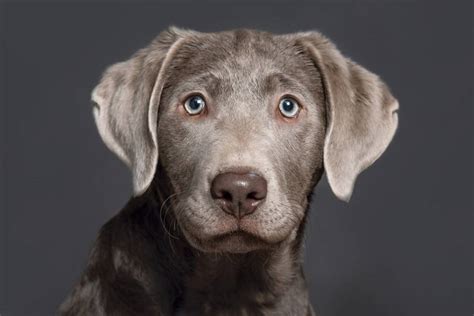 5 Surprising Facts About Labrador Retrievers Mnn
