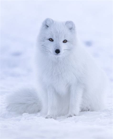 How Do Arctic Fox Adapt To Their Environment Nyk Daily