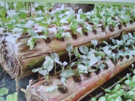 Panduan Cara Berkebun Sayuran Dengan Gedebog Batang Pisang Di