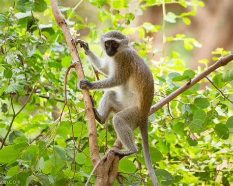 Vervet Monkey Zoopedia Wiki Fandom
