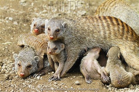 Banded Mongoose Stock Photo Minden Pictures