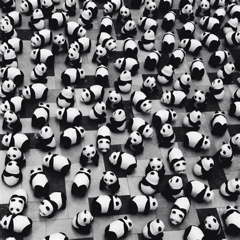 Panda Panda Panda Pattern Photography Artsy Pictures