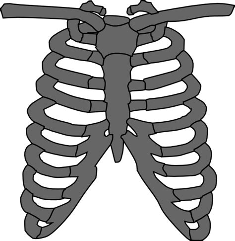 Anatomically correct human rib cage flat vector isolated. Skeleton Tattoo Edit Clip Art at Clker.com - vector clip ...