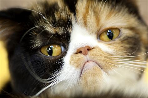Photos Of Sad Cat Eyes That Are Impossible To Say No To