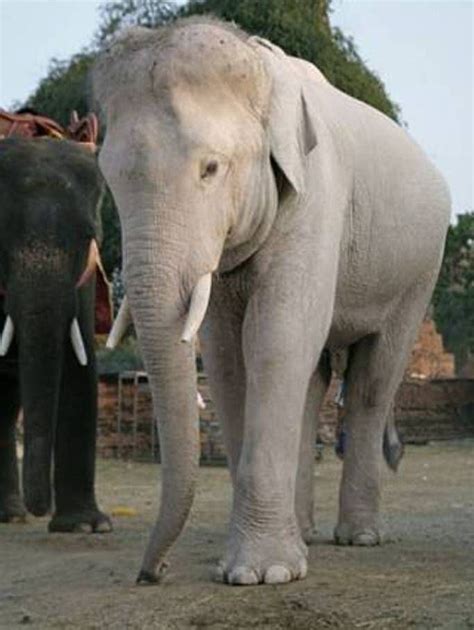 The White Elephant Is Not A Legend Albino Animals