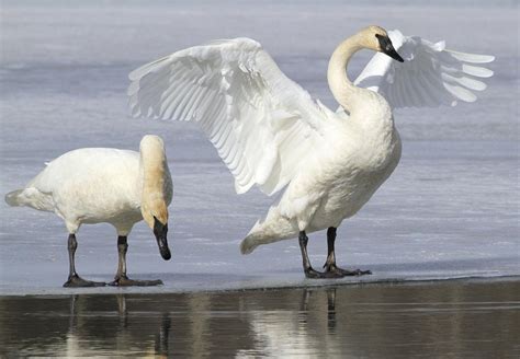 Swan Hunting Could Be Coming To Idaho Politics