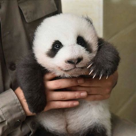 Say Hello To This Adorable Baby Panda Beautiful Animals Earth