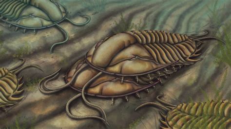 Trilobites Are Long Gone But Rare Fossil Reveals How They Mated Live