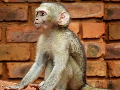 Caring For Primates What Are The Most Common Types Of Pet Monkeys
