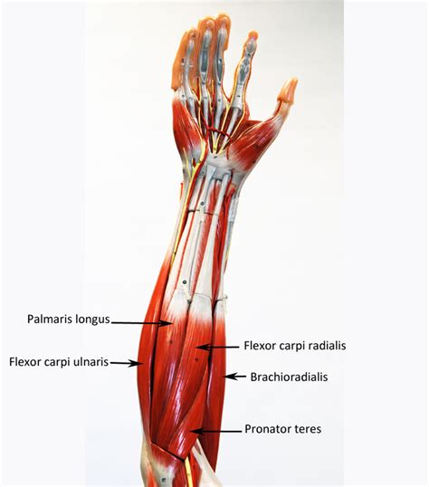 These three heads merge to insert on the. Upper Extremity - Labeled - HUMAN ANATOMY WEB SITE