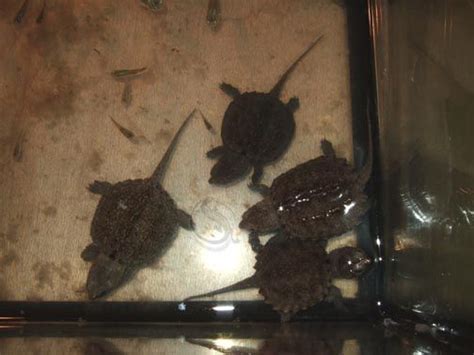 Browse through several artistic, stunning, and trendy turtles for at alibaba.com for distinct decorative purposes. Florida Snapping Turtle Babies FOR SALE ADOPTION from ...