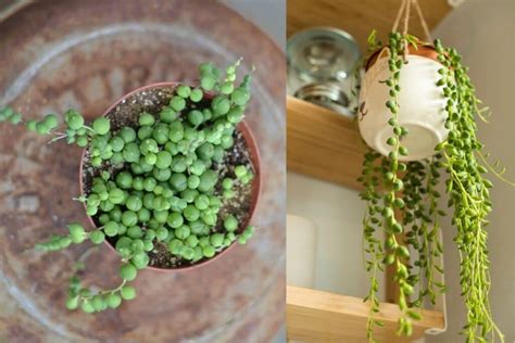 32 Best Hanging Succulents And Cactus Plants You Can Grow Florgeous