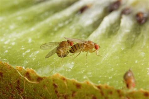 The effect of nonverbal cues on relationship formation. One simple molecule regulates sexual behavior in Drosophila