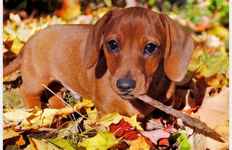 More and more pet owners don't want to feed their companions dry food manufactured by a big company. Dachshund rottweiler mix puppies | Dogs, breeds and ...
