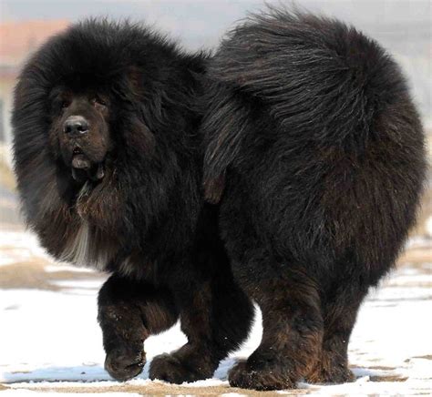 Black Tibetan Mastiff Puppies