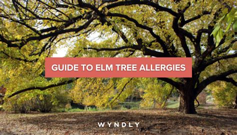 Elm Tree Allergy Cause Symptoms Treatment 2023 And Wyndly