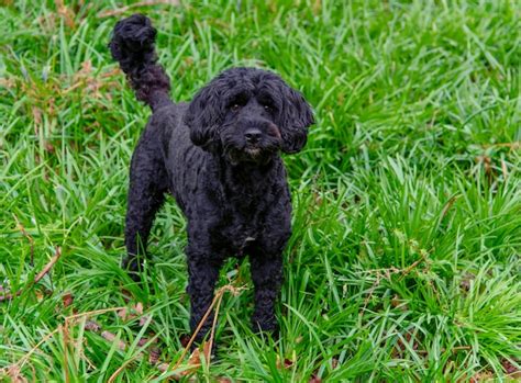 Premium Photo A Black Dog Standing In The Grass With A Tail Up