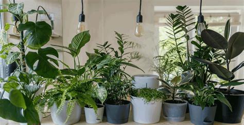 Best Low Maintenance Indoor Plants Easy To Care