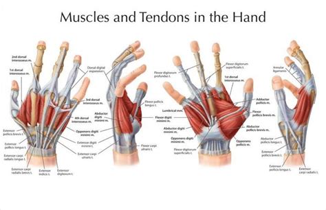 Hands Muscles Science Online Muscle Anatomy Medical Anatomy Hand