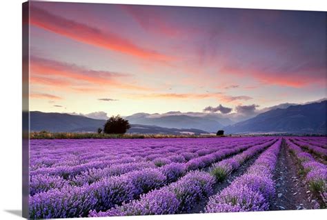Wide Lavender Field At Sunset Wall Art Canvas Prints Framed Prints